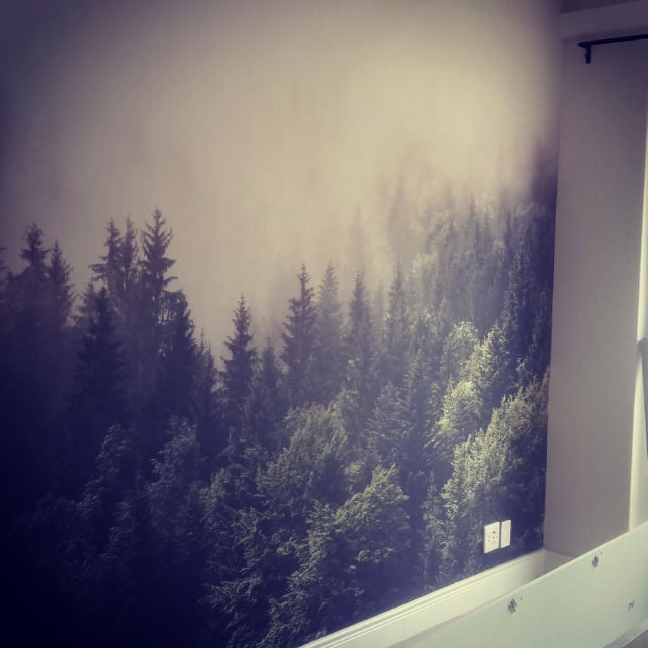 Misty pine forest wallpaper mural